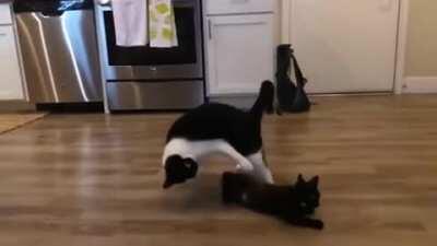 Cat takedown!