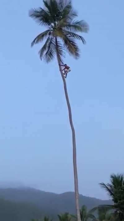 Man climbing a tree to get a coconut