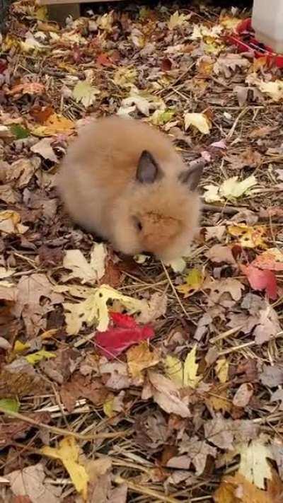 Little bunny at the pumpkin patch today.