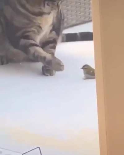 Body Slam