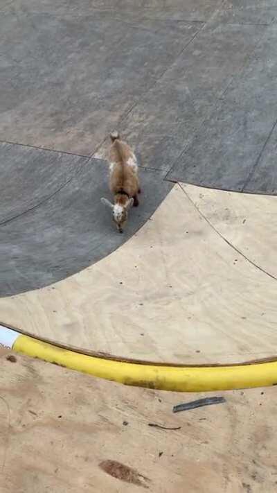 Nothing to see here just two baby goats playing on a half pipe