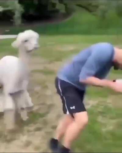 WCGW petting an Alpaca