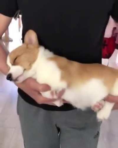 when A Pet Falls Asleep In Your Arms, You Don’t Move Them