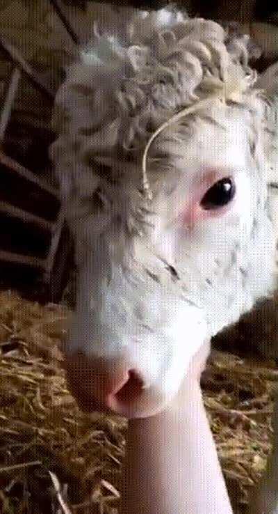 This calf has always been friendly towards me!