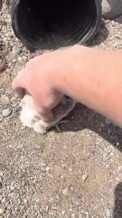 Releasing baby owls