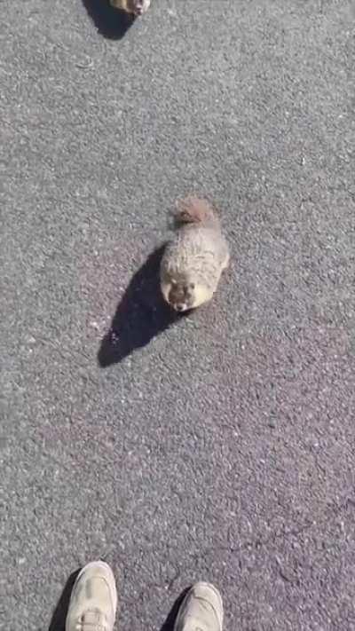 Couple of marmots looking to make a friend.