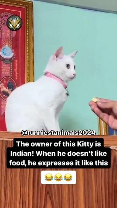 Cat speaks Hindi