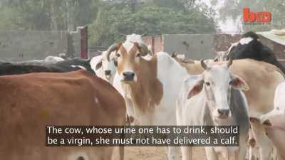 Cow urine is the best!