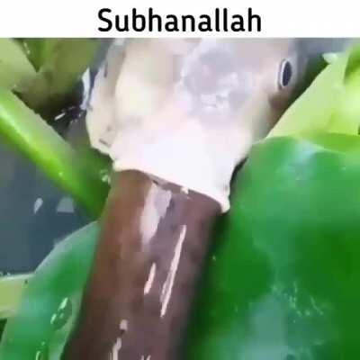 Subanallah