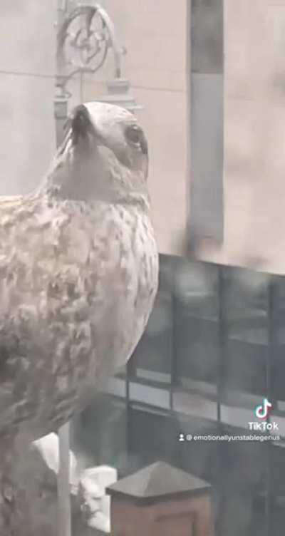 having a pet seagull is hard work