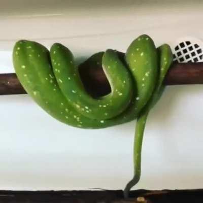 🔥 This is how Tree Boas sleep