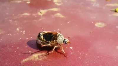 Dead beetle controled by a parisite moving like a pro