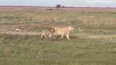 A lioness has been spotted taking care of a lone wildebeest calf