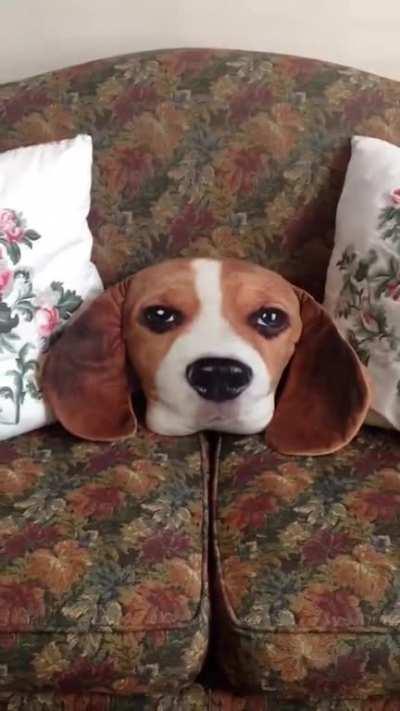 Beagle Boy is pissed at lifelike beag pillow