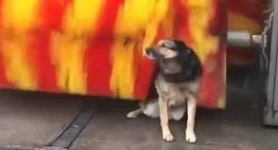 Doggo giving himself a massage using a car wash