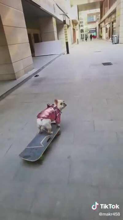 This Frenchie Going Places Through Skateboard.