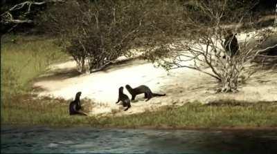 Jaguar mistakes Giant Otters for easy food [cross post]