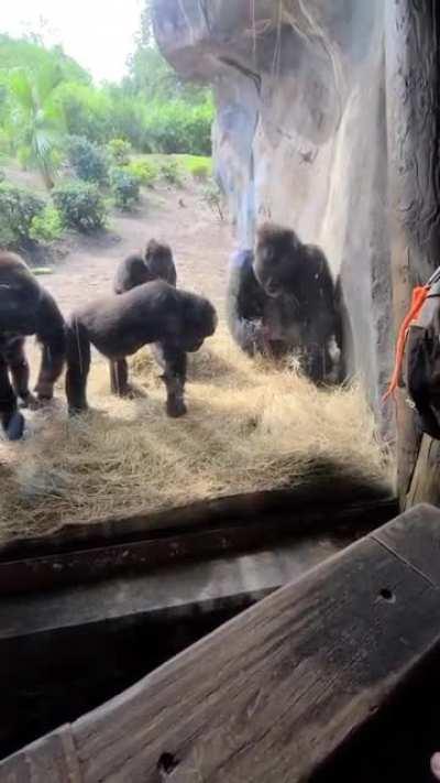 Gorillas find a baby snake.