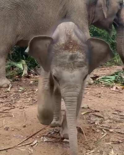 🔥 A baby elephant shyly approaching a wildlife photographer 🔥