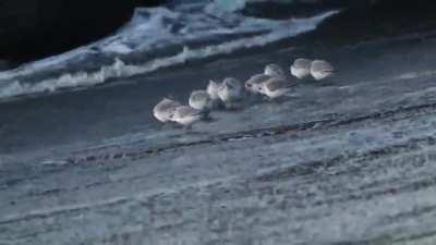 🔥 Little birds on the beach.