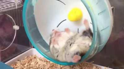 Lazy hamster