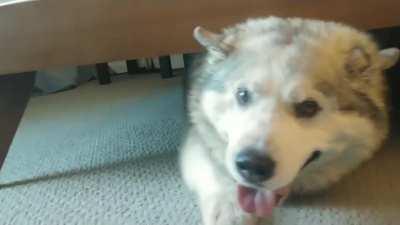 We adopted a senior doggo and he loves sleeping under our bed. This is our new morning routine.