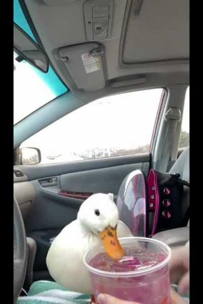 Apparently ducks like Dunkin Donuts