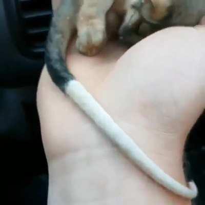 A Rescued Baby Ringtail Possum Warming Up In Front Of A Car Heater