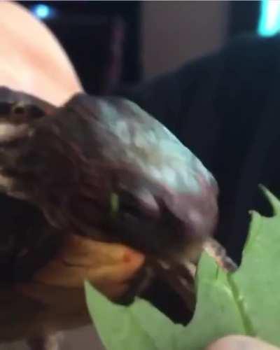 Turtles like to eat leaves