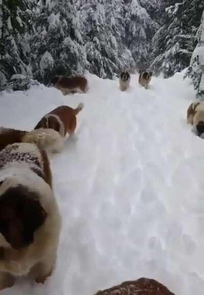 The Flood Of St. Bernards