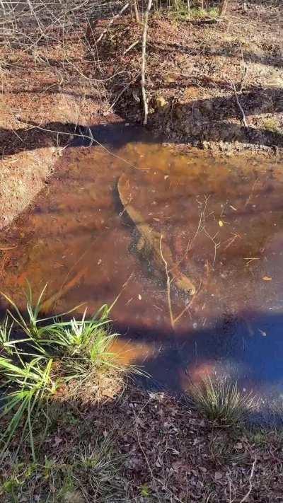 In response to freezing temperatures, alligators will poke their nose slightly above water level and allow the water to freeze around them in order to survive. This is happening right now in Eastern NC.