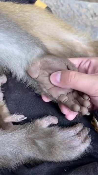 🔥 The hand of a monkey.