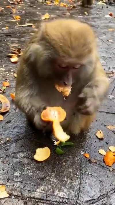 Just a monkey eating an orange