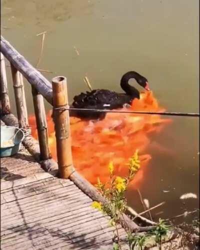 🔥 Swan giving out food to fish