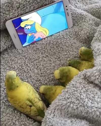 All the birbs tucked in watching nightly toons