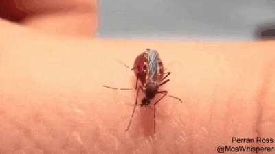 Mosquito sucking blood until it bursts