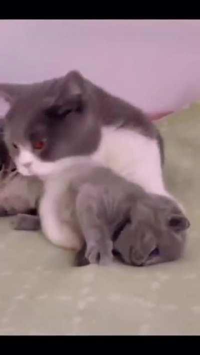 mOtHeR cAt EaTs ItS oWn KiTtEn AlIvE