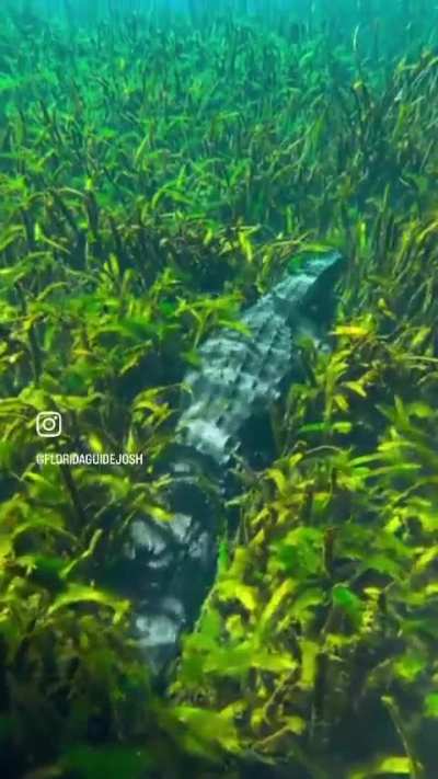 Crocodiles