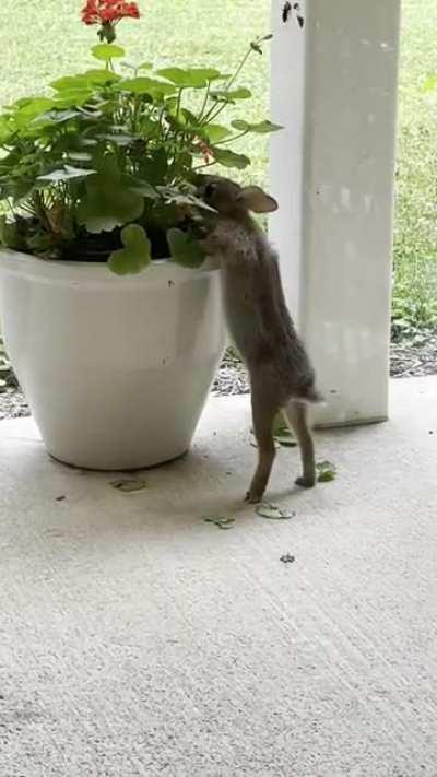 Little guy eating our geraniums
