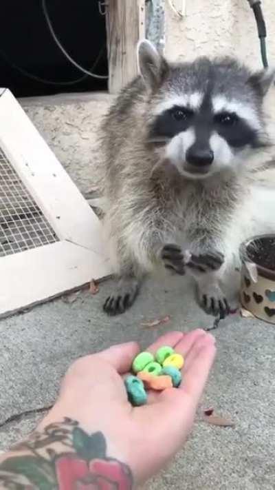 He loves those fruit loops!