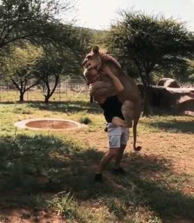 Dexter the lion greets the man who raised him at a wildlife sanctuary