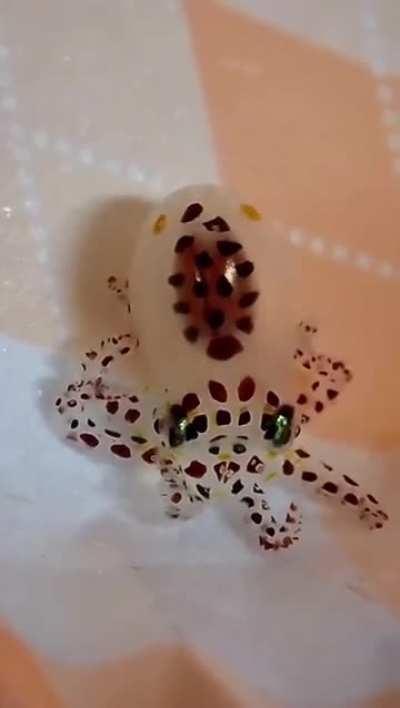 Baby Octopus 