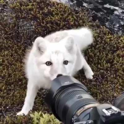 Arctic fox curious about the camera of a wildlife photographer!!