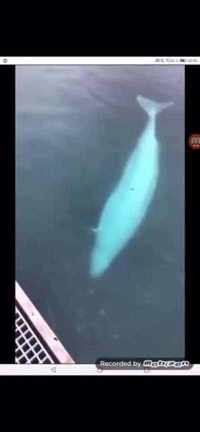 Man drops phone but whale takes care of it!