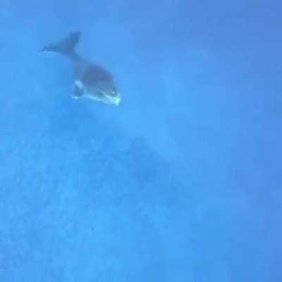 🔥 Whale powering up to the surface and breaching