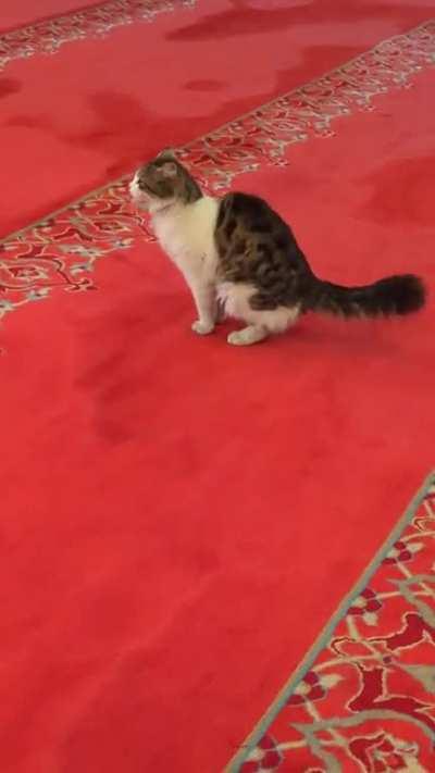 Taking in Suleymaniye Mosque, one of the holiest places in Istanbul. Thought I was about to make a new friend when...