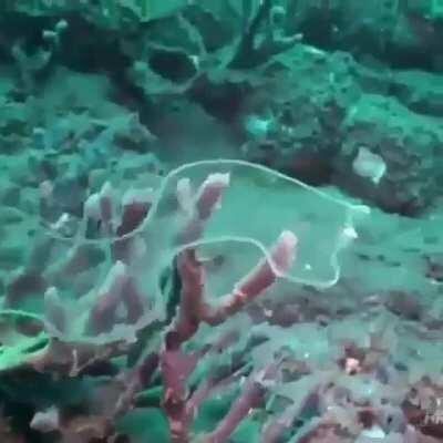 🔥 Since Eel larvae lack any red blood cells until they mature, they're almost transparent