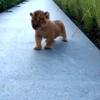 Baby lion trying to roar :)