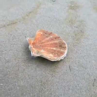 A Scallop trying to get away