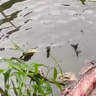 Baby alligator doing a death roll after a successful hunt